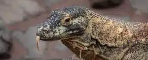 Komodo Dragon Dream Islam