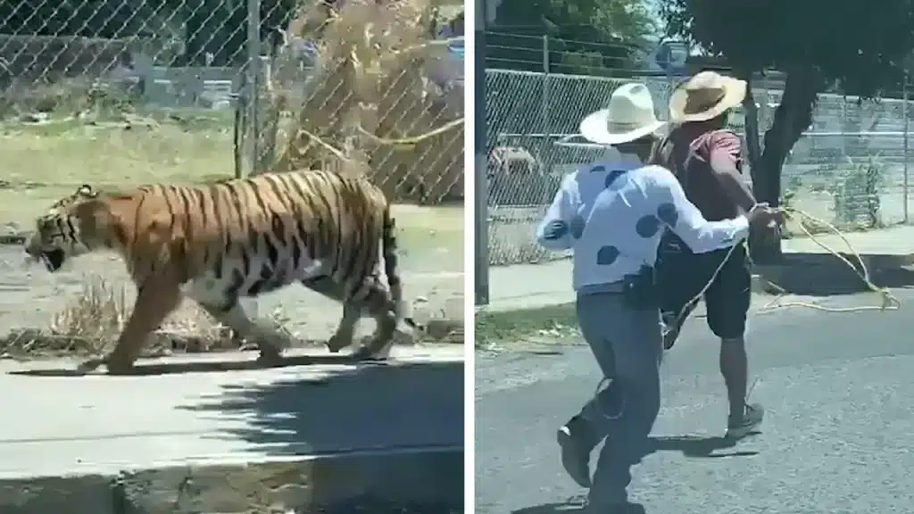 Escaping From Tiger In Dream