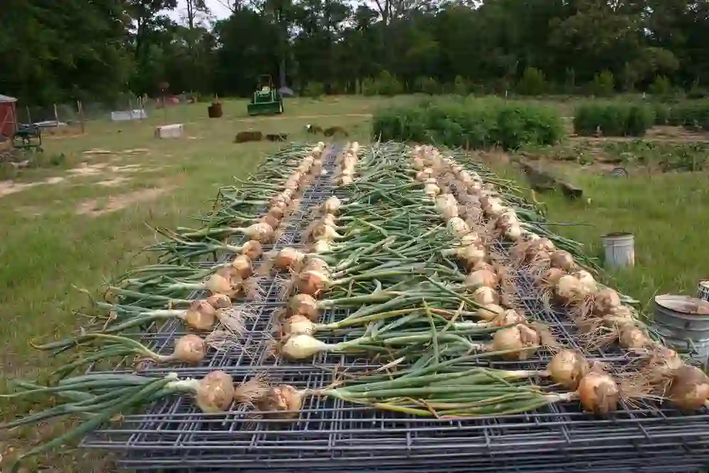 Harvesting Onion In A Dream