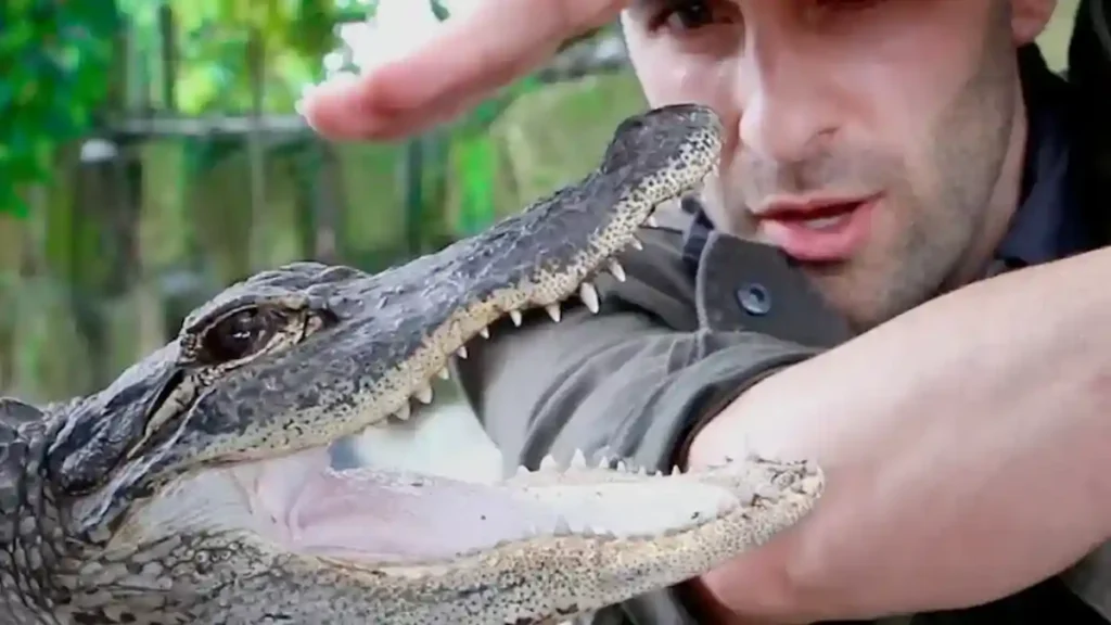 Dreaming Of Alligator Biting Me