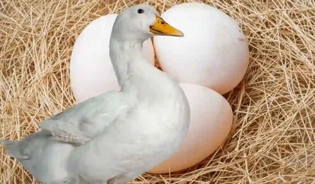Dream Interpretation Of Duck Eggs