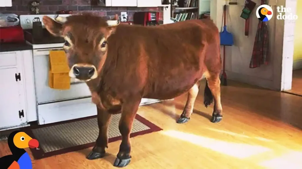 Cow coming inside house in dream