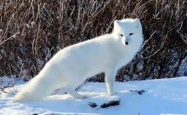 Arctic Fox Dream Meaning