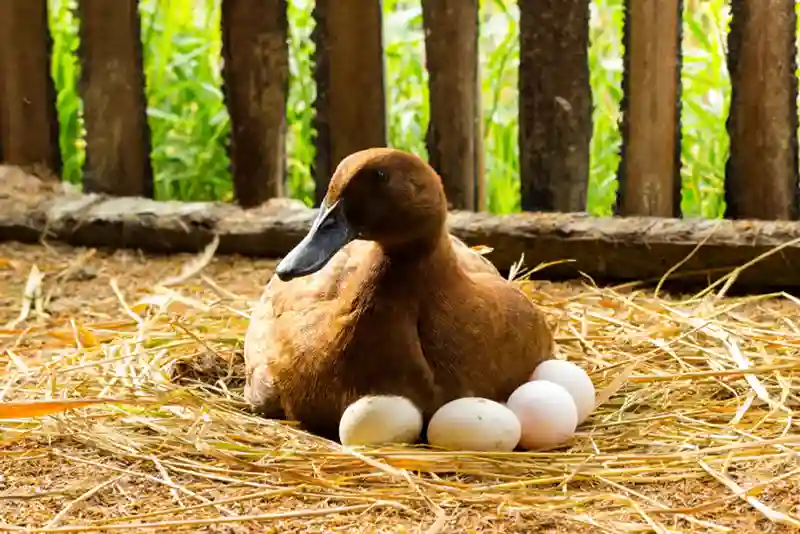 Dream of Duck Laying Eggs Meaning