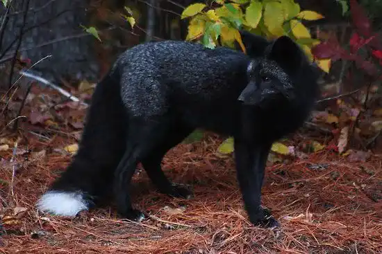Friendly Black Fox Dream Meaning