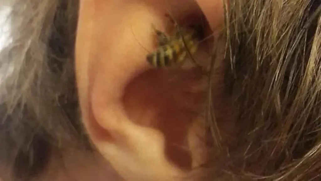 Dreaming Of Bee In-Ear