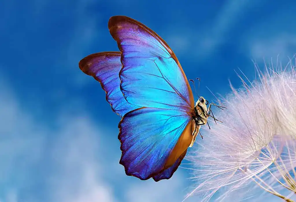 Blue Butterfly In A Dream