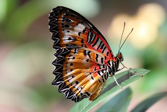 Colorful Butterfly Dream Meaning