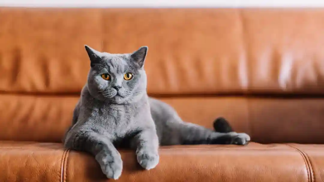 Grey Cat Dream Meaning