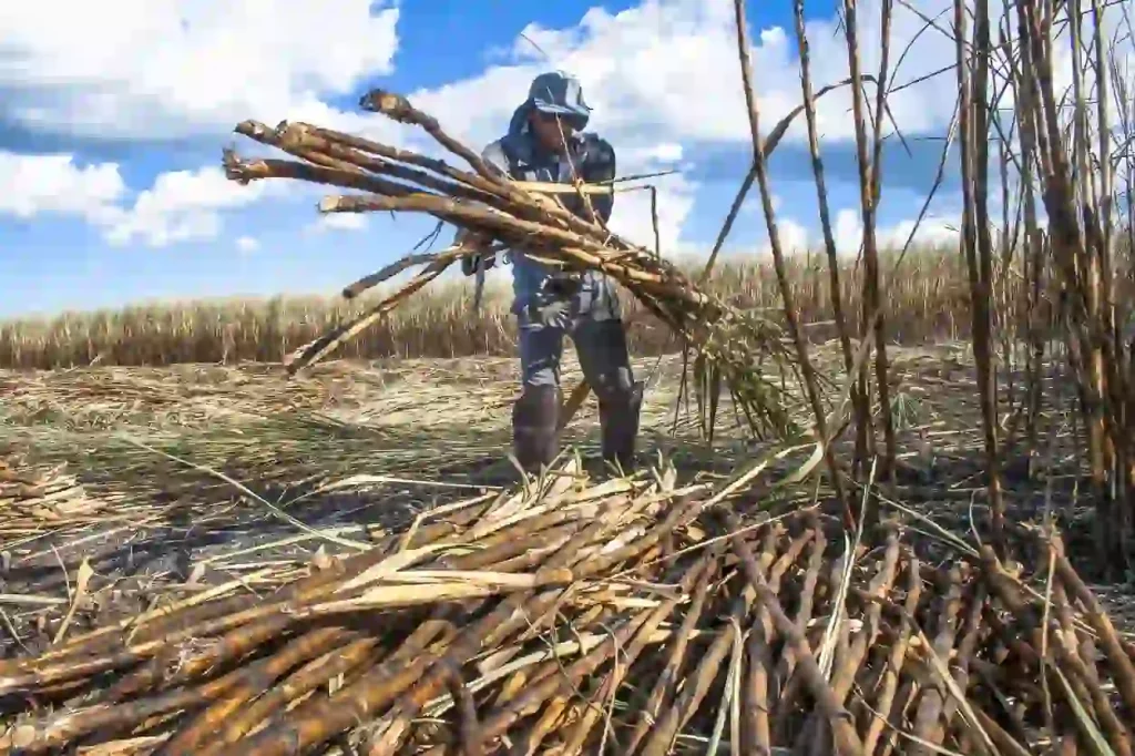 Cutting Sugar Cane in Dream Meaning