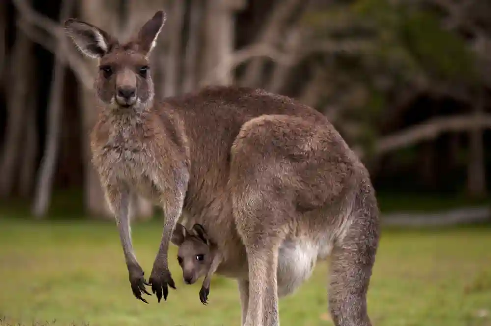 Kangaroo Dream Meaning & Interpretation