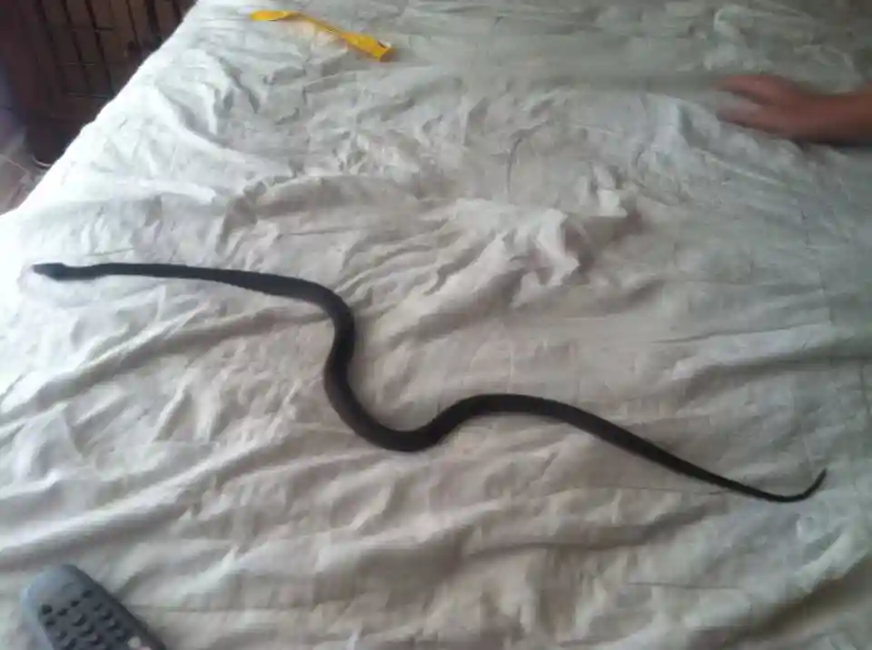 Dream Of Black Snake In Or Under Bed Meaning interpretation