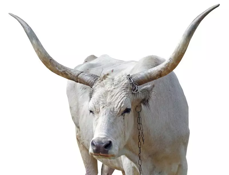 White Ox Chasing In Dream