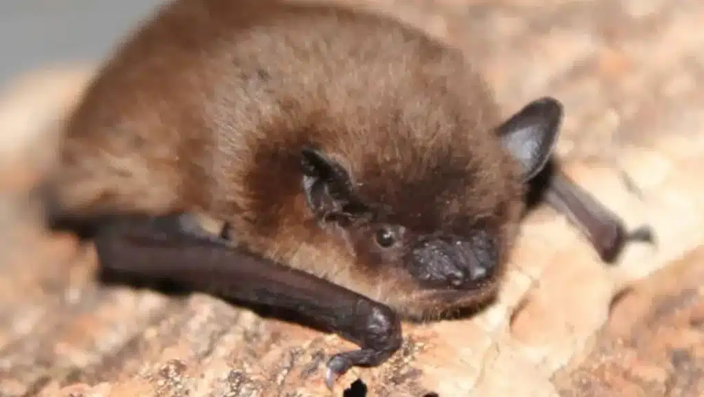 Brown Bats Dream