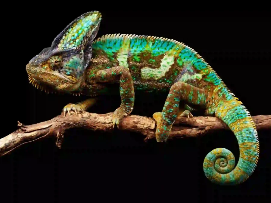 Spiritual Meaning Of Chameleon In Dreams: Good Or Bad Luck?