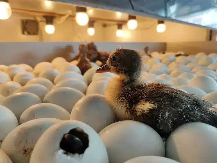Dream Of Duck Eggs Hatching