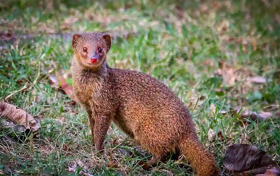 Mongoose Dream Meaning In Hinduism: Good Or Bad Luck?